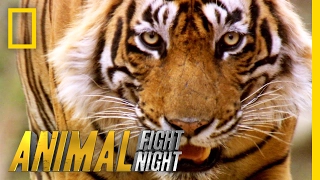 Slash a Tiger By the Toe | Animal Fight Night
