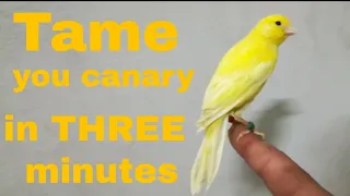 How to tame your canary Part 1