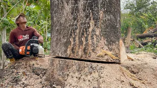 2 strongest chainsaws in its class‼️ Cut down 2 trees fast & easy.