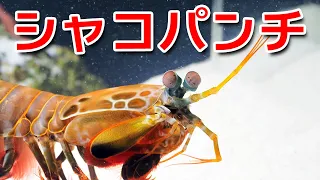 シャコパンチをスローで撮影してみた