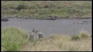 Zebras crossing Mara river - will they be faster than the crocodile?