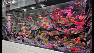 Feeding Time for 100% Male African Cichlid | Beautiful African Fish Tank