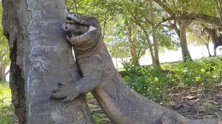 This is what the Komodo dragon does when it has trouble swallowing its prey❗