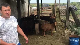 Разведение овец - итоги за год