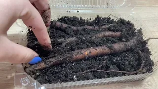Обломки корней пионов дали почки через 1,5 месяца / New buds on peony roots fragments