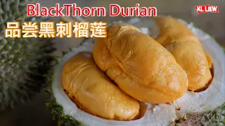 BlackThorn Durian  ，去槟城吃最正宗的榴莲，品尝黑刺榴莲，疯狂连吃两个榴莲果园。