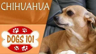 Dogs 101 - CHIHUAHUA - Top Dog Facts About the CHIHUAHUA