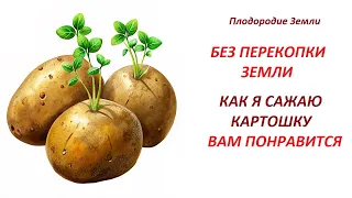 Как я сажаю картофель под органику без перекопки земли №456/24Мой способ