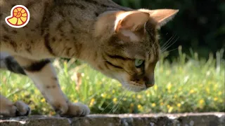 Cats Uncovered - Trailer | Da Vinci TV