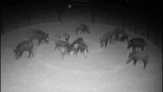 Trapped 18 wild hogs out of the hay field with Muddyfeet