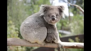 Koala joey at Healesville Sanctuary