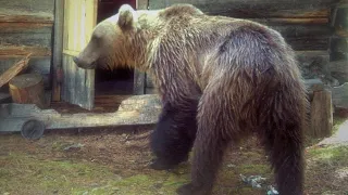 🐻/ МЕДВЕДЬ в ЯРОСТИ/ разгромил избушку охотника/Случай в тайге/