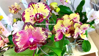 орхидеи в БАРДАКЕ / обзор новых орхидей - отвал МОЗГА / какие НЕ разочаровали орхидейки