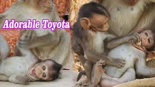 Gorgeous baby monkey 2020, Adorable Toyota so Happy when meet best friend | Baby monkey Active