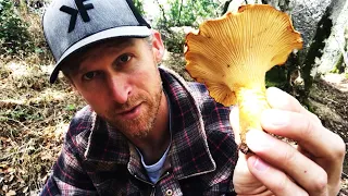 How to Forage Mushrooms Without Dying: CHANTERELLES