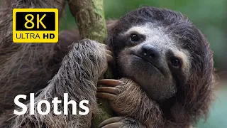 Impressive closeups of sloths 8K [Ultra HD]
