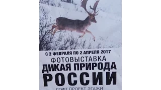 Фотовыставка «Дикая природа России»