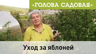 Голова садовая - Уход за яблоней