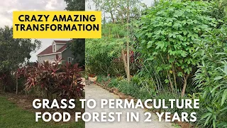 Permaculture Garden  Food Forest in 2 Years.  Organic and Sustainable Replacing Grass with Food.