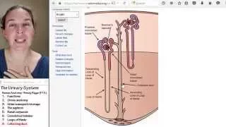 Urinary system 8- Collecting ducts