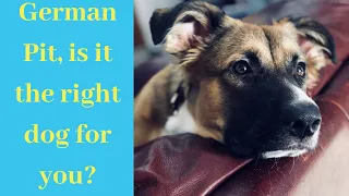 Could the German Shepherd pitbull mix be the right dog for you and your family?