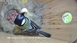 ヒナ10羽 2024シジュウカラ Japanese tit