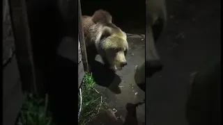 На Камчатке мужик кормит конфетами большого дикого медведя, совсем не думая о последствиях