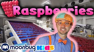 BLIPPI - Visits a Raspberry Factory | Learn | ABC 123 Moonbug Kids | Fun Cartoons | Learning Rhymes