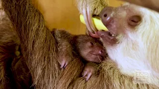 Infant Sloth Tries New Foods