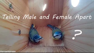 3_Telling the difference between male and female blue tits // Great tit Visit also- 7&8/03/20