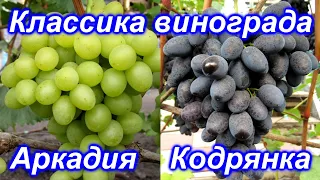 Два сорта от которых я никогда не откажусь на своем участке Аркадия и Кодрянка .