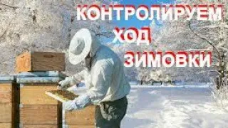 Как зимует украинская степная пчела