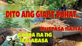 Tanim pa rin kahit mainit |  Paganda na ang ibang halaman | Nag sabog ako ng buto ng mustasa