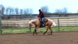 Bridleless Reining with Tejons Shine