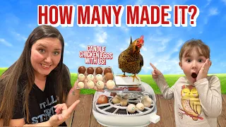 Incubating Chicken Eggs, What's inside on day 14? | Hatching Chicken Eggs