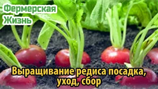 Выращивание редиса посадка, уход, сбор