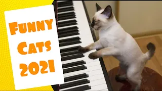 Crazy Cats 2021 compilation