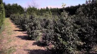 Nellie Stevens Holly Evergreen Cultivation