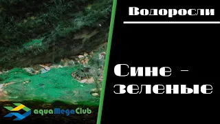 Сине-зеленые водоросли в аквариуме - как бороться?