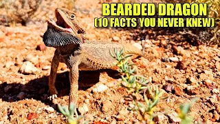 Bearded Dragon 🦎 (10 FACTS You NEVER KNEW)