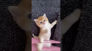 OMG So Cute Cats ♥ Best Funny Cat Videos 2021 #Shorts