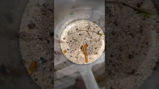 Feeding the Venomous six eyed sand spider