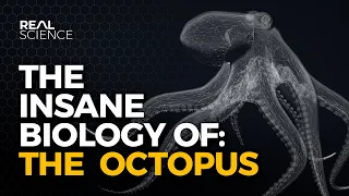 The Insane Biology of: The Octopus