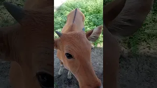 viral sapi ini mau sewa penginapan karna dia lelah seharian berkelana