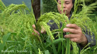 300 Days Alone Survival In The Forest - Bushcraft Solo Living Off Grid To Care Farm Upland Rice