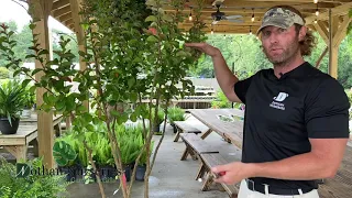 Limbing Up a Crape Myrtle