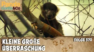 Speed-Dating im Zoo und Familie Vari bekommt Nachwuchs | Panda, Gorilla & Co.