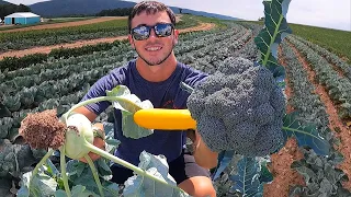 First Vegetable Harvest In Pennsylvania