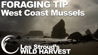 Wild Harvest Foraging Tip | West Coast Mussels | Episode 1 | Les Stroud