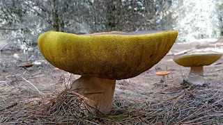 Bonus Mushrooms. The Forest Giants were a big surprise. Mushroom Collection